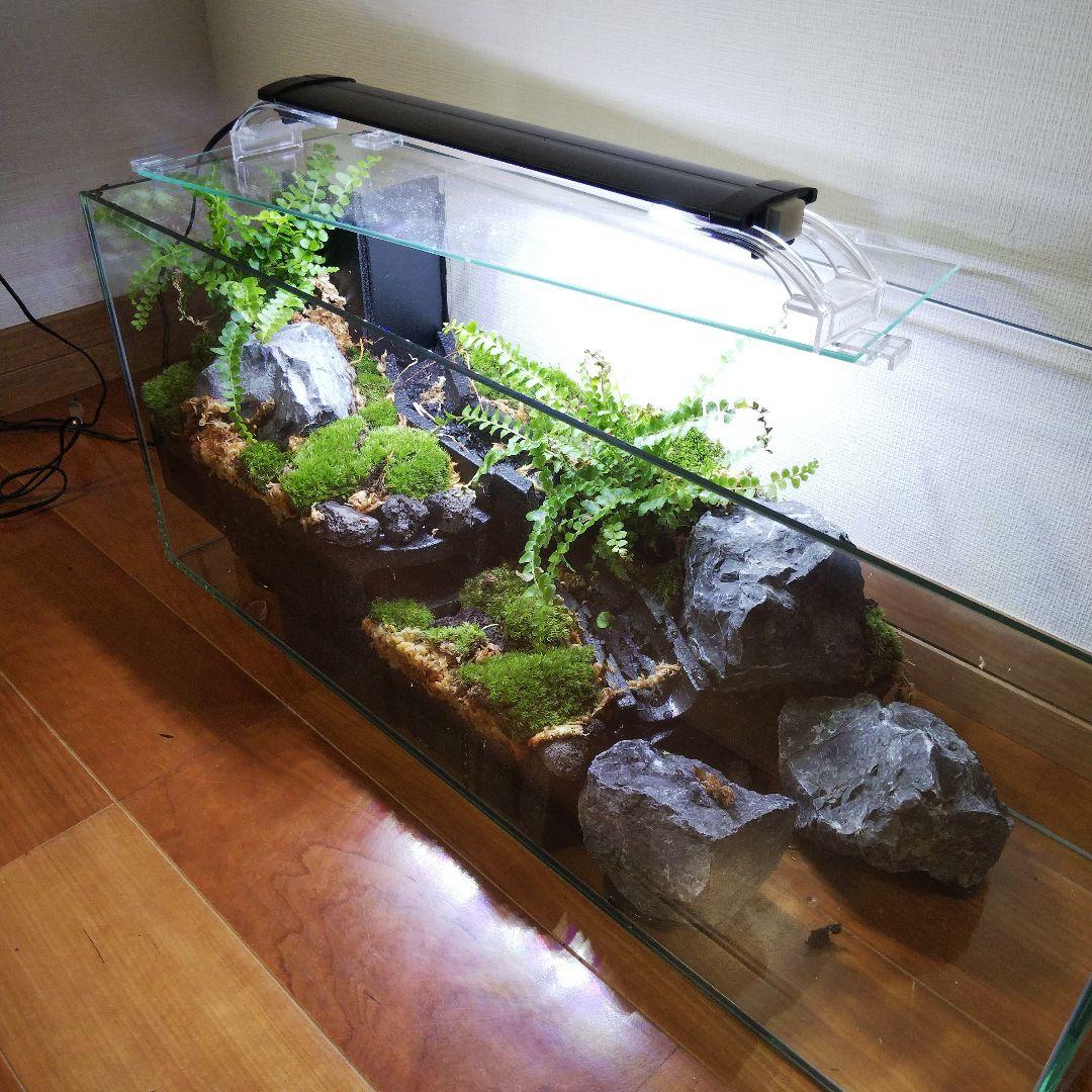 受注生産】60センチ水槽アクアテラリウム イモリウム 苔テラリウム