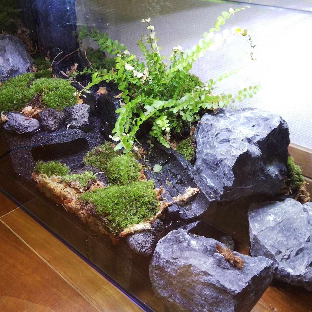 受注生産】60センチ水槽アクアテラリウム イモリウム 苔テラリウム