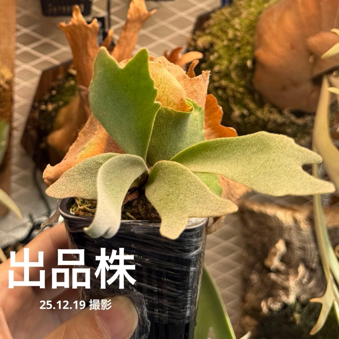 P.willinkii cv. Blue Queen spore 子株