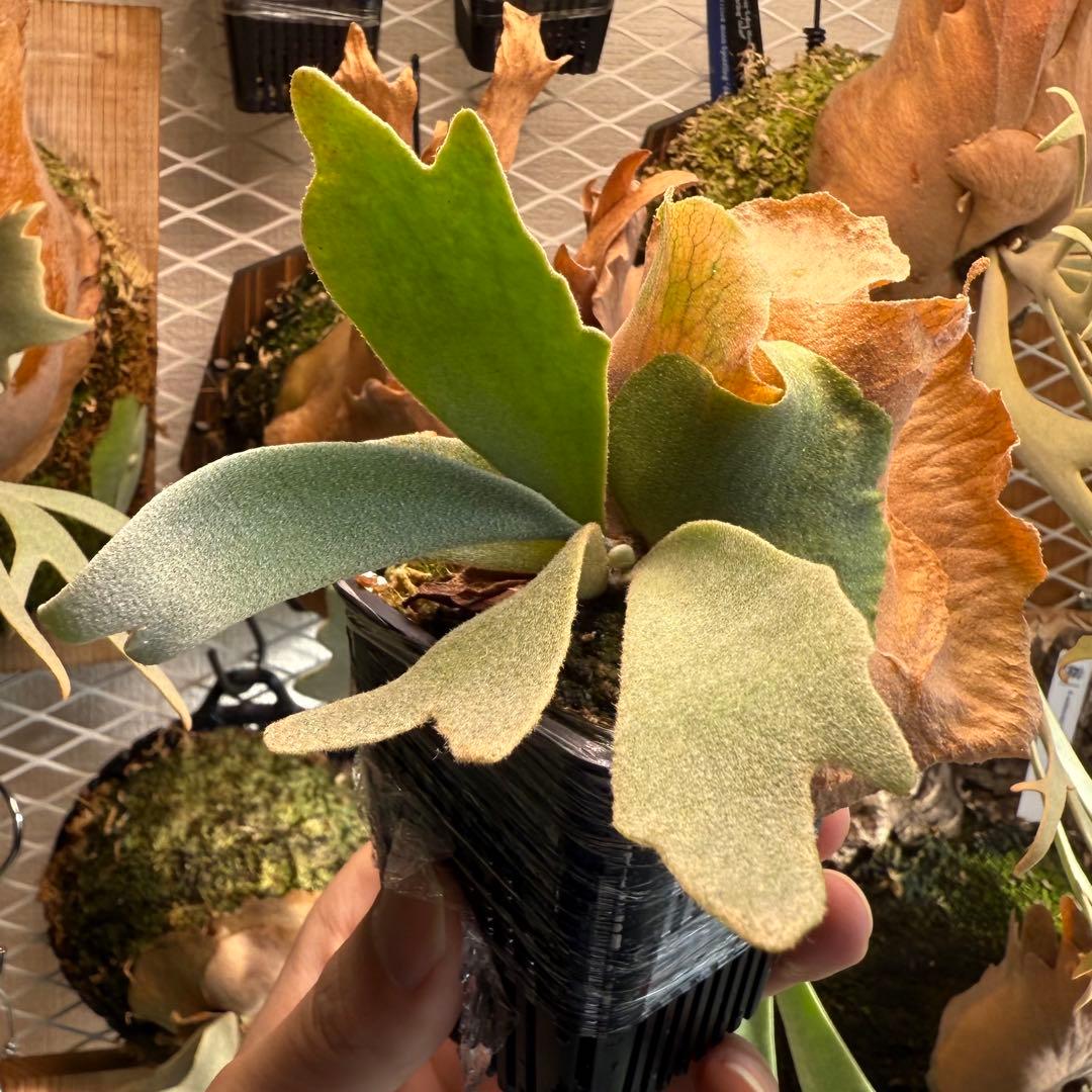 P.willinkii cv. Blue Queen spore 子株