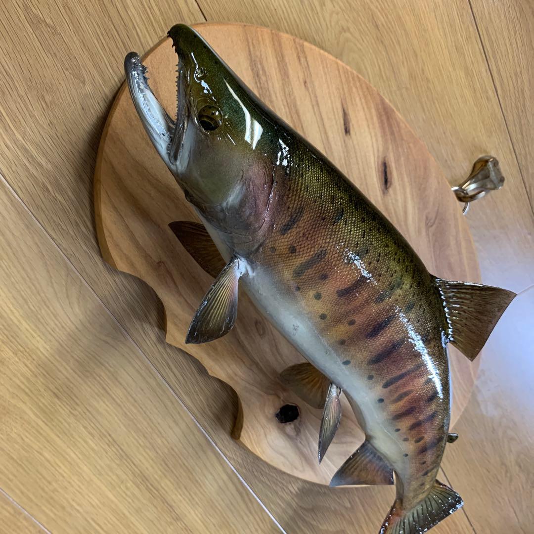 剥製　魚類剥製工房エフクラフト　秋のスーパー山女魚42雄　限定品　インテリア