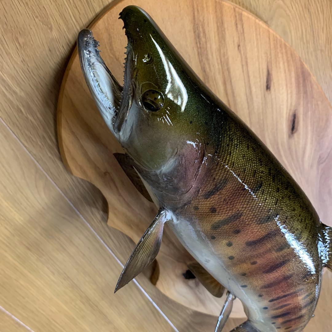 剥製　魚類剥製工房エフクラフト　秋のスーパー山女魚42雄　限定品　インテリア