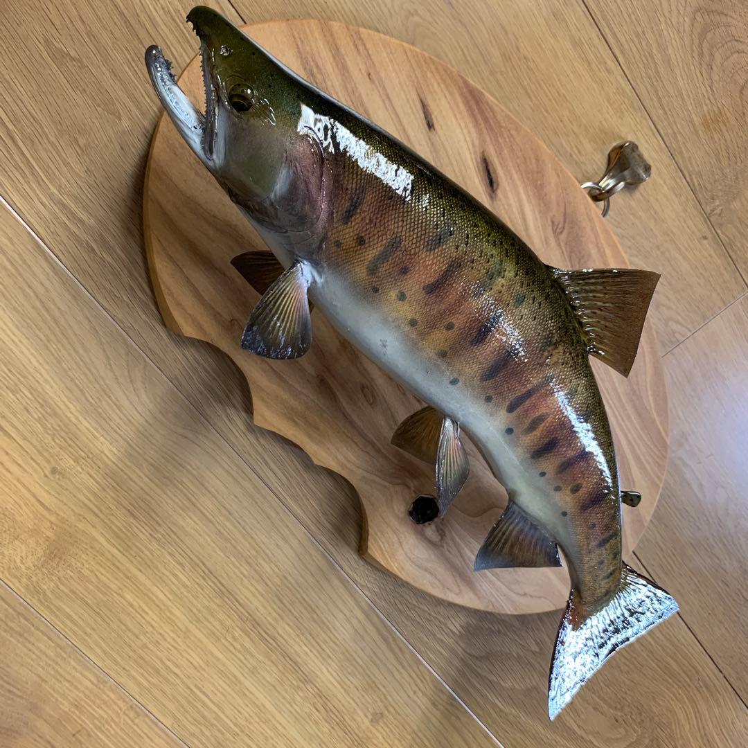 剥製　魚類剥製工房エフクラフト　秋のスーパー山女魚42雄　限定品　インテリア