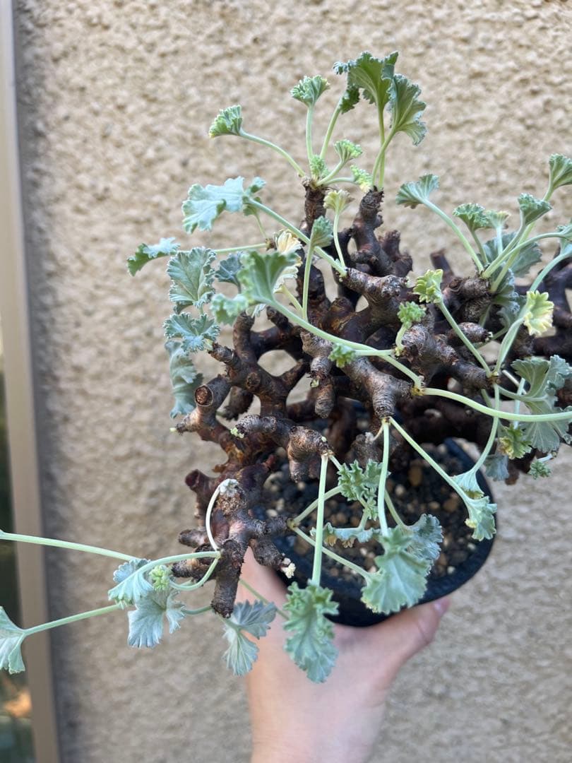 ペラルゴニウム ミラビレ