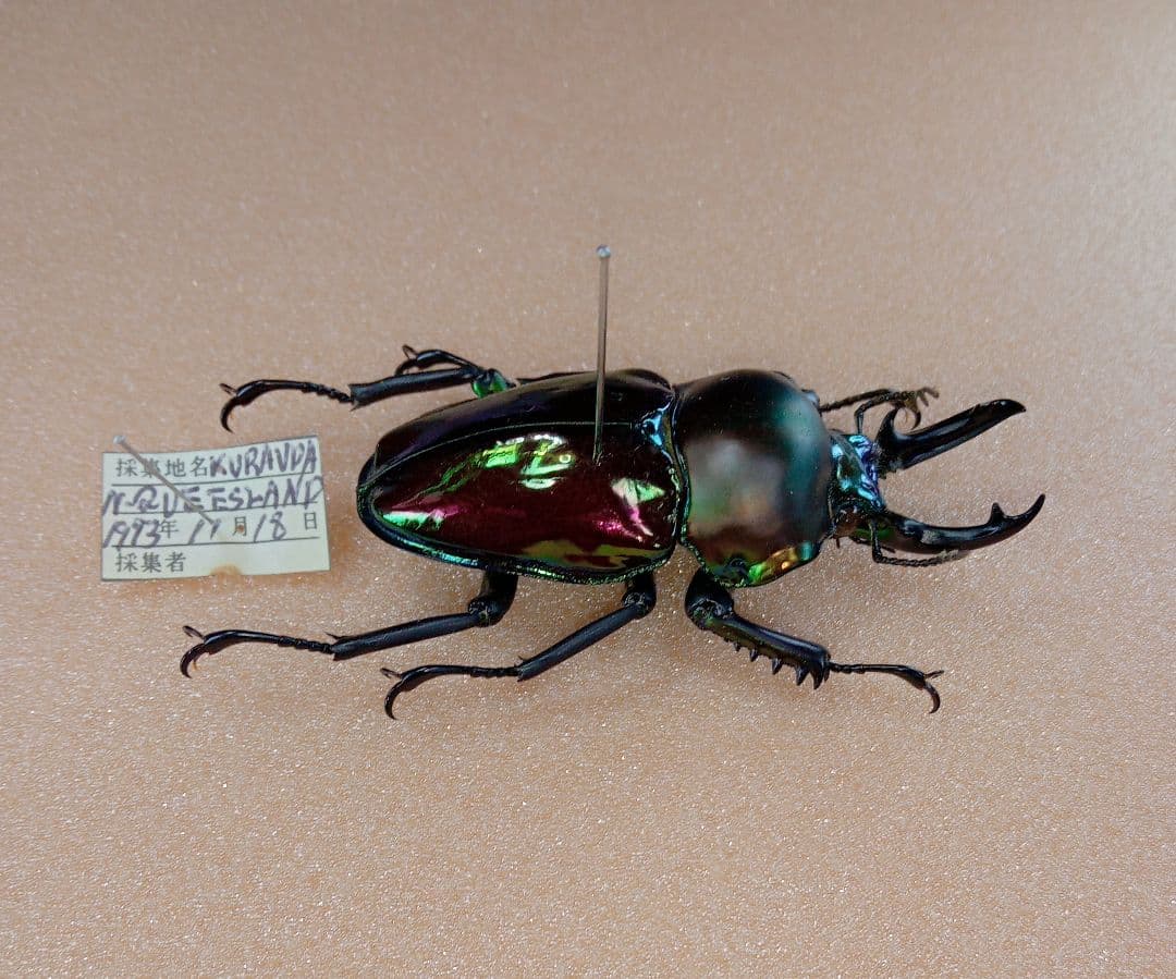 ブル−様専用！※貴重種※極太短歯ニジイロクワガタ♂野外標本 - メルカリ