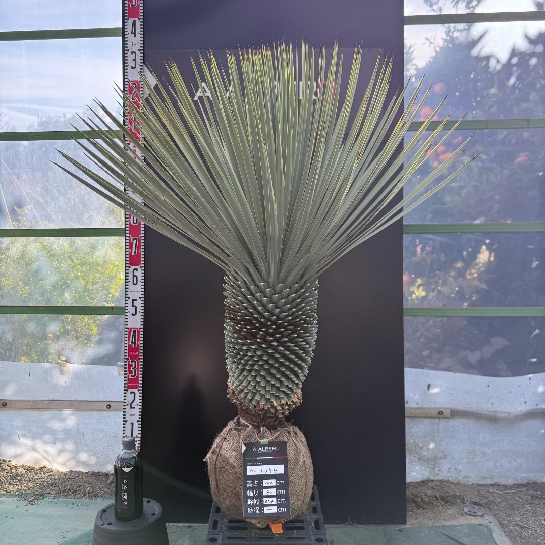 【AL1094】ユッカ　ロストラータ