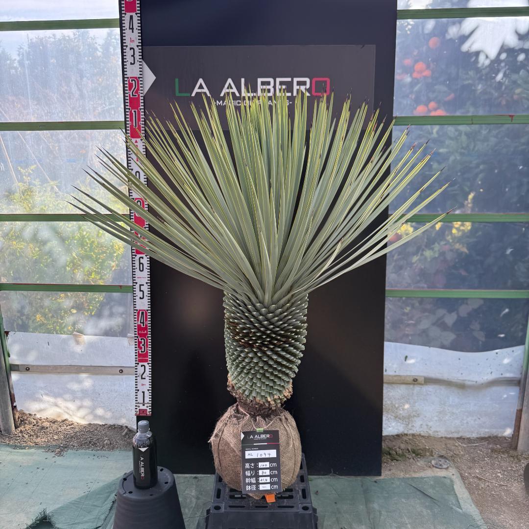 【AL1094】ユッカ　ロストラータ