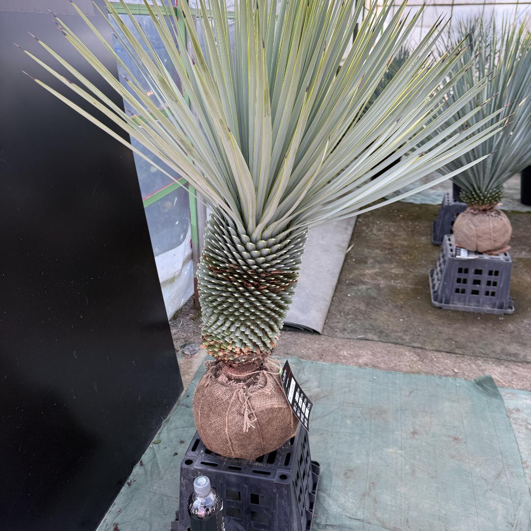 【AL1094】ユッカ　ロストラータ