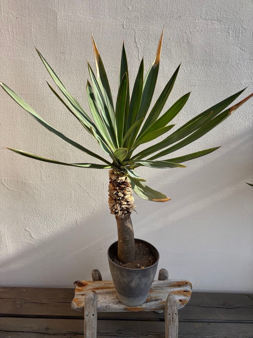 ユッカ グロリオサ キミガヨラン - メルカリ