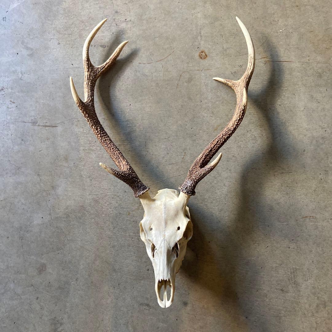 鹿の角頭付きです - メルカリ
