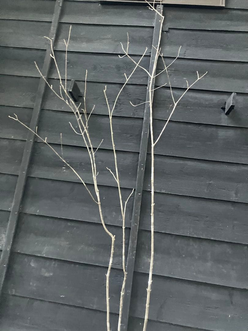 301 山採り アオダモ