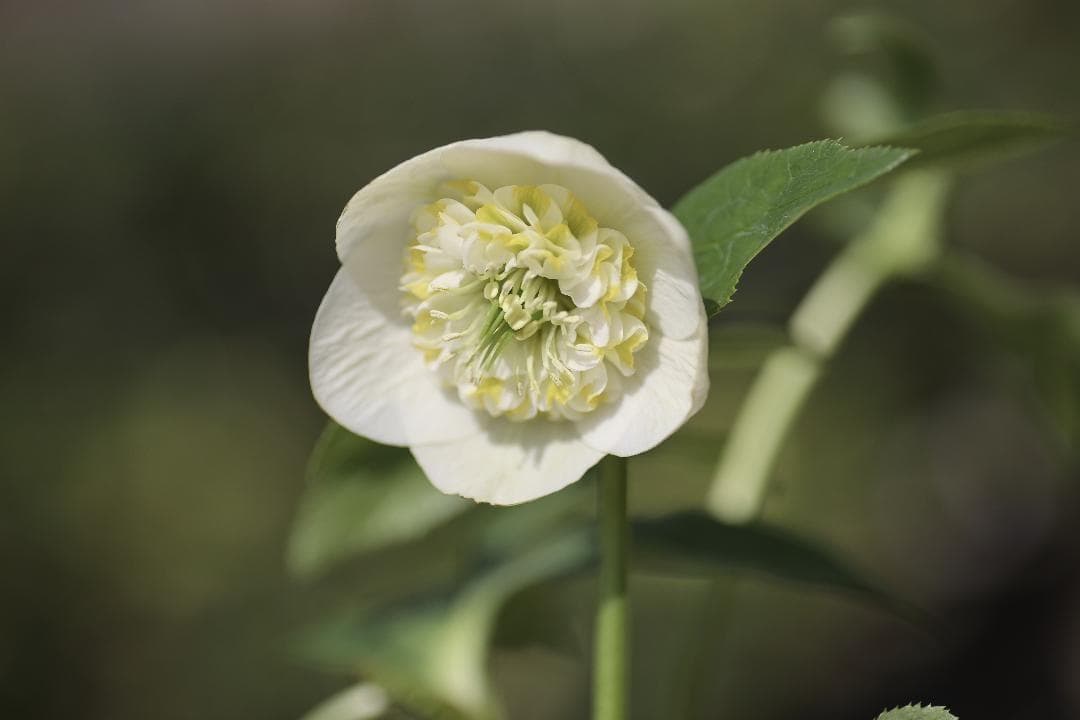 Dariahrose クリスマスローズ 苗 セット