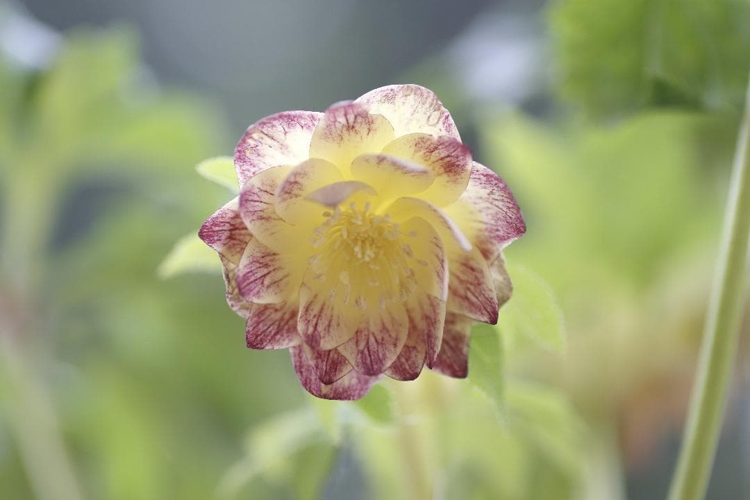 Dariahrose クリスマスローズ 苗 セット