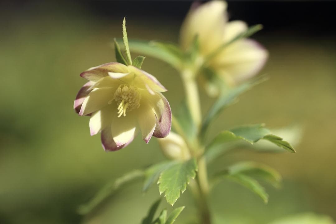 クリスマスローズ 開花予定株 極小輪蜃気楼 セルフ