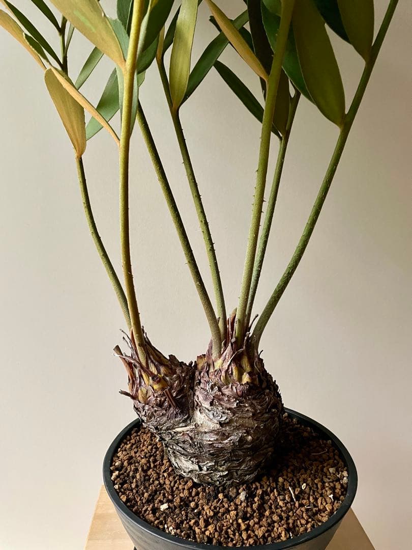 ザミア　フルフラセア　多頭　大株　希少　メキシコソテツ　ヒロハザミア