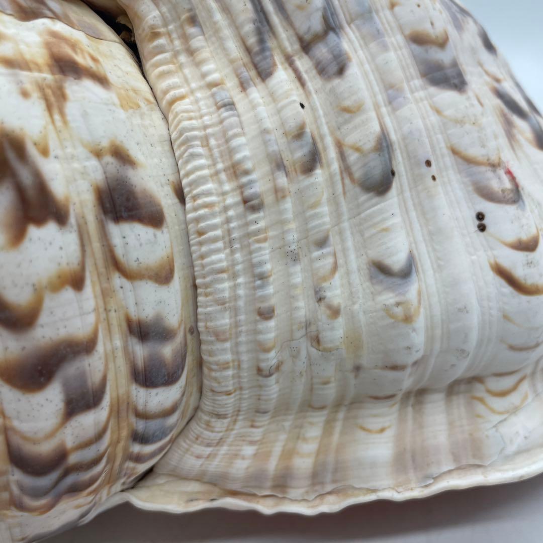 特大 法螺貝 山伏 無量寿経 法華経 螺役 戦国時代 ホラガイ科 和楽器