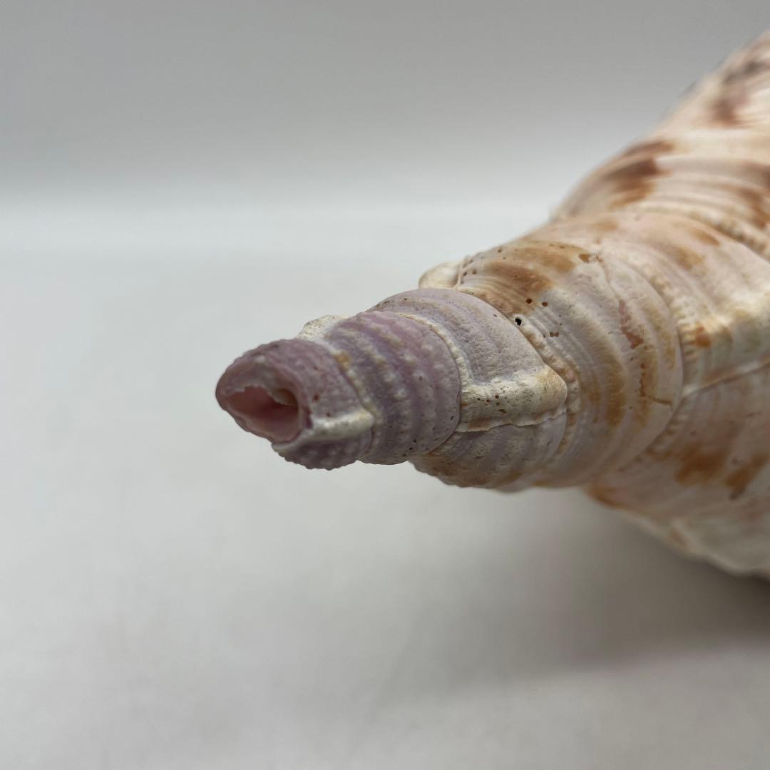 特大 法螺貝 山伏 無量寿経 法華経 螺役 戦国時代 ホラガイ科 和楽器