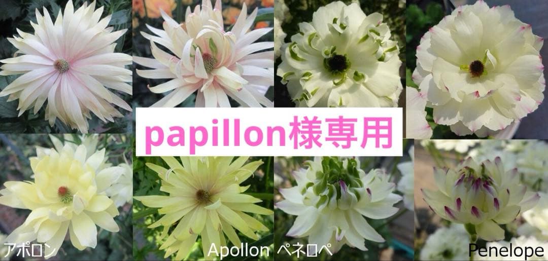 papillon様専用□花苗ラナンキュラス ラックスシリーズ□アポロン