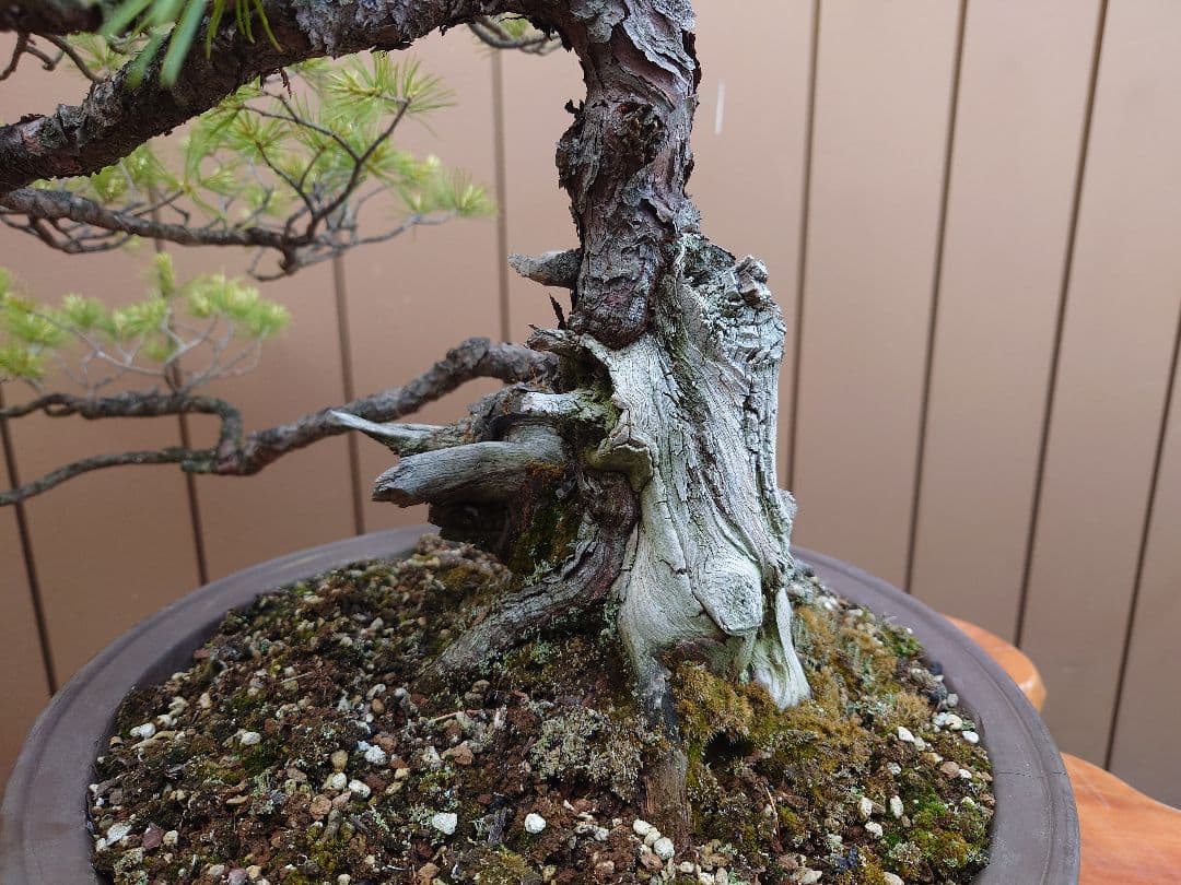 盆栽　五葉松　上下50cm