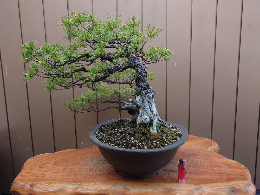 盆栽　五葉松　上下50cm