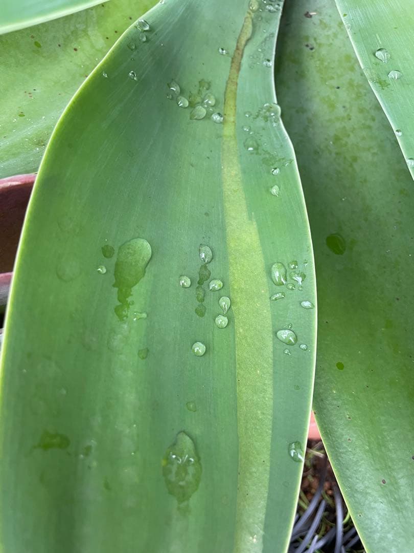 アガベ 超特大 ボーチンブルー 斑入り レア - メルカリ