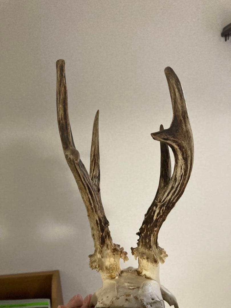 plum アンティーク ハンティングトロフィー 鹿角 オブジェ