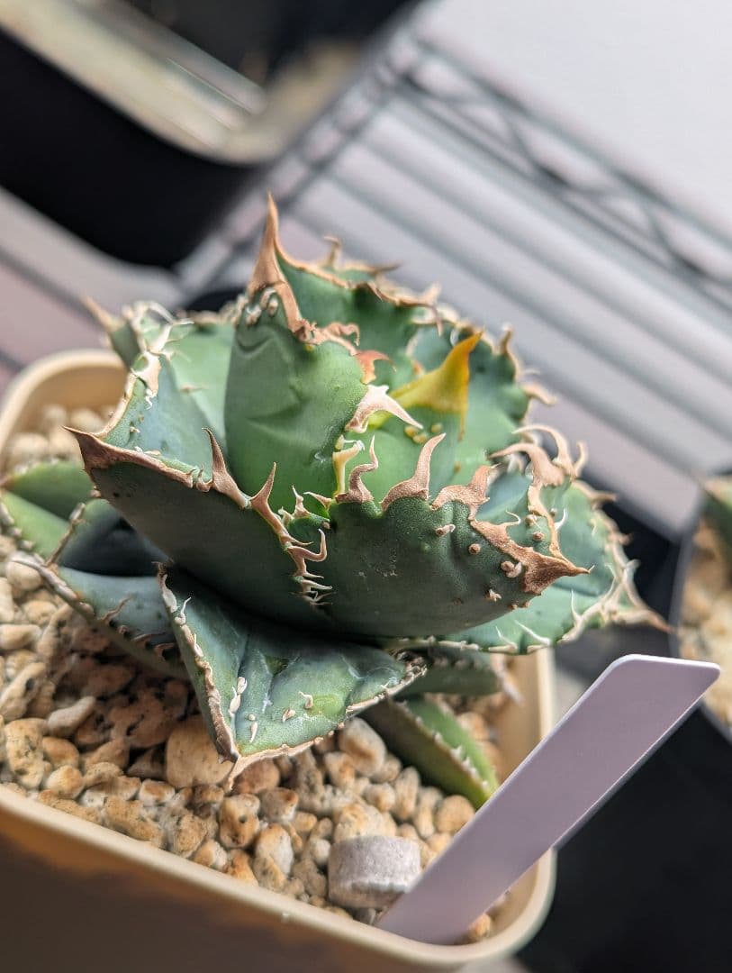 チタノタ「冰雹」極美 チビから育成中 タグ・鉢ごと発送 冰雹】アガベ