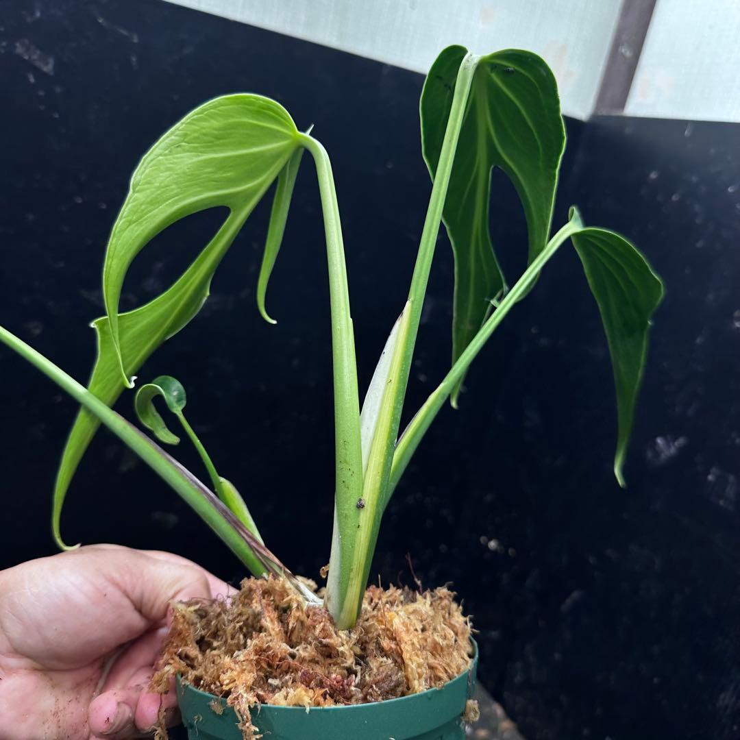 ふ*み様 モンステラデリシオーサバールマルクスフレーム4号鉢植え大株美株レア