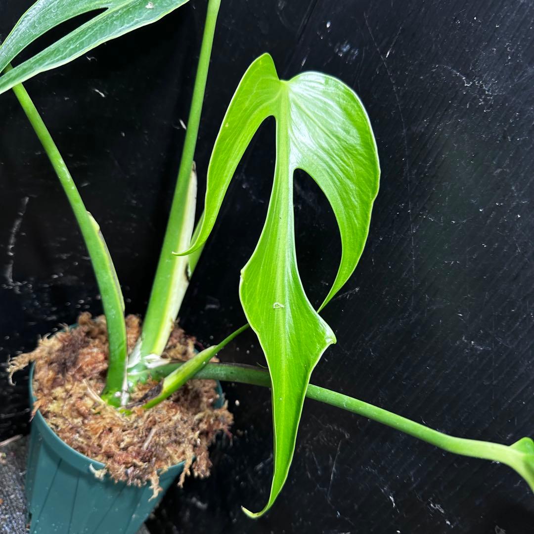 ふ*み様 モンステラデリシオーサバールマルクスフレーム4号鉢植え大株美株レア