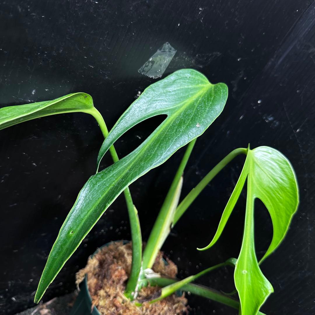 ふ*み様 モンステラデリシオーサバールマルクスフレーム4号鉢植え大株美株レア