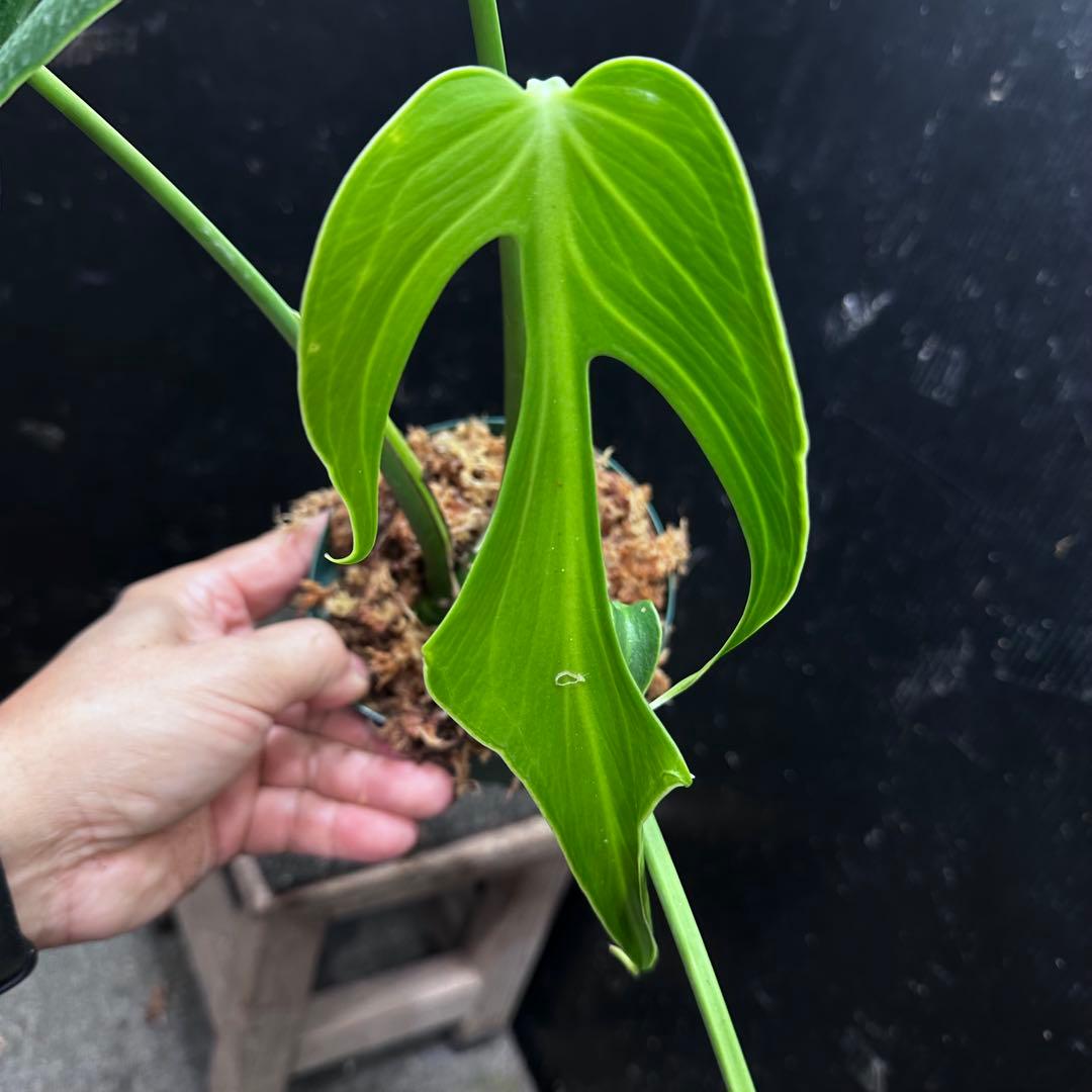 ふ*み様 モンステラデリシオーサバールマルクスフレーム4号鉢植え大株美株レア