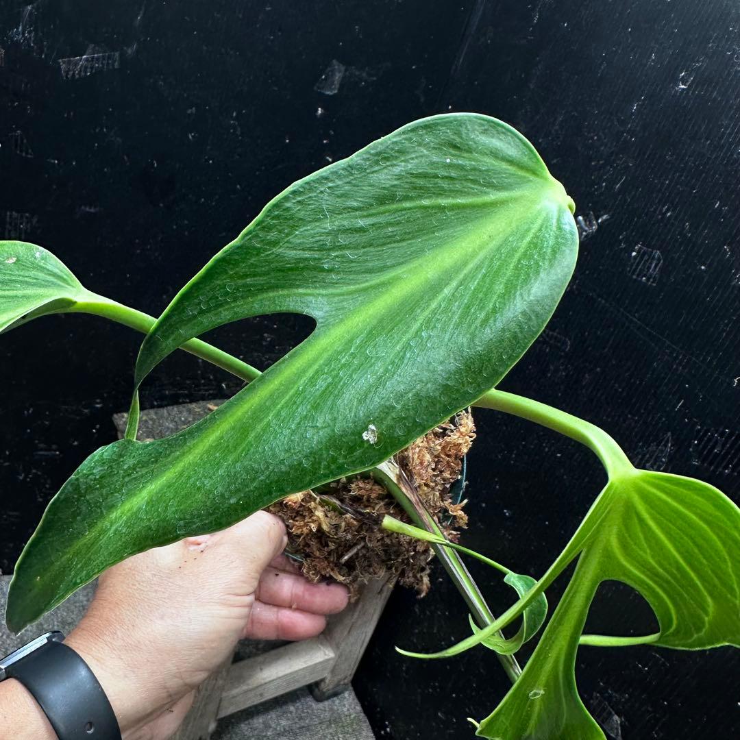 ふ*み様 モンステラデリシオーサバールマルクスフレーム4号鉢植え大株美株レア