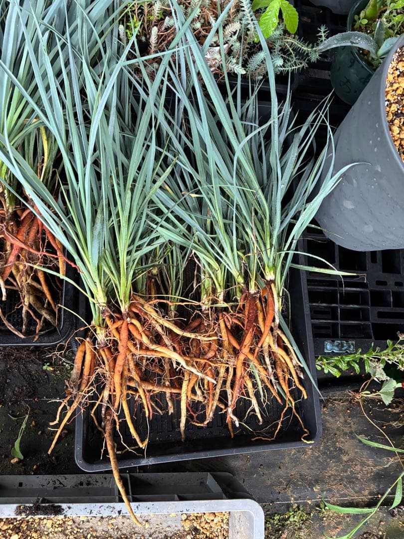 ユッカロストラータ実生5株 - メルカリ