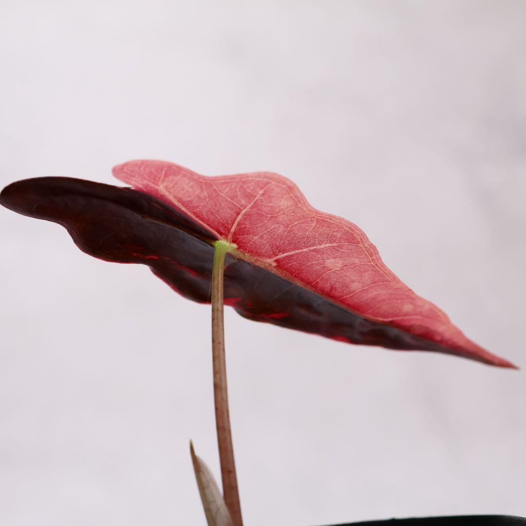 アロカシア ノビリス ピンク 斑入り