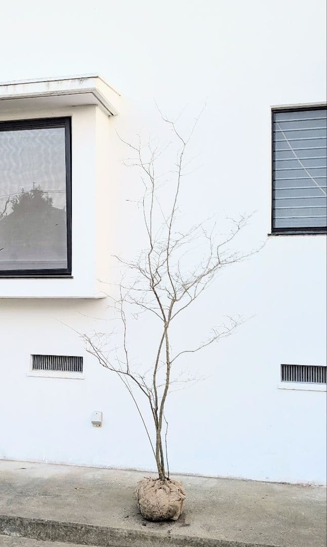 清風。山採りウメモドキ。 - メルカリ