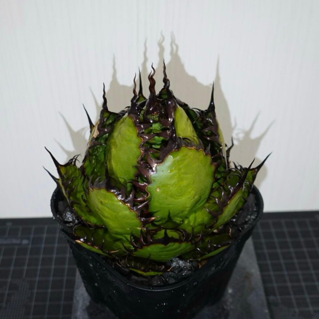 【現物出品】2121 【鉢のまま発送】 アガベ ホリダ