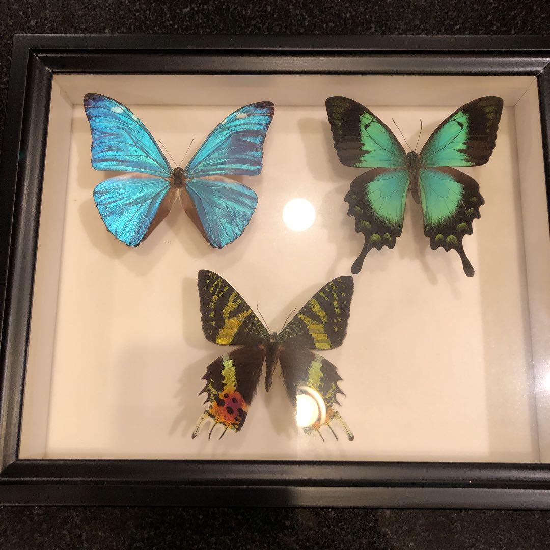 インテリアの蝶