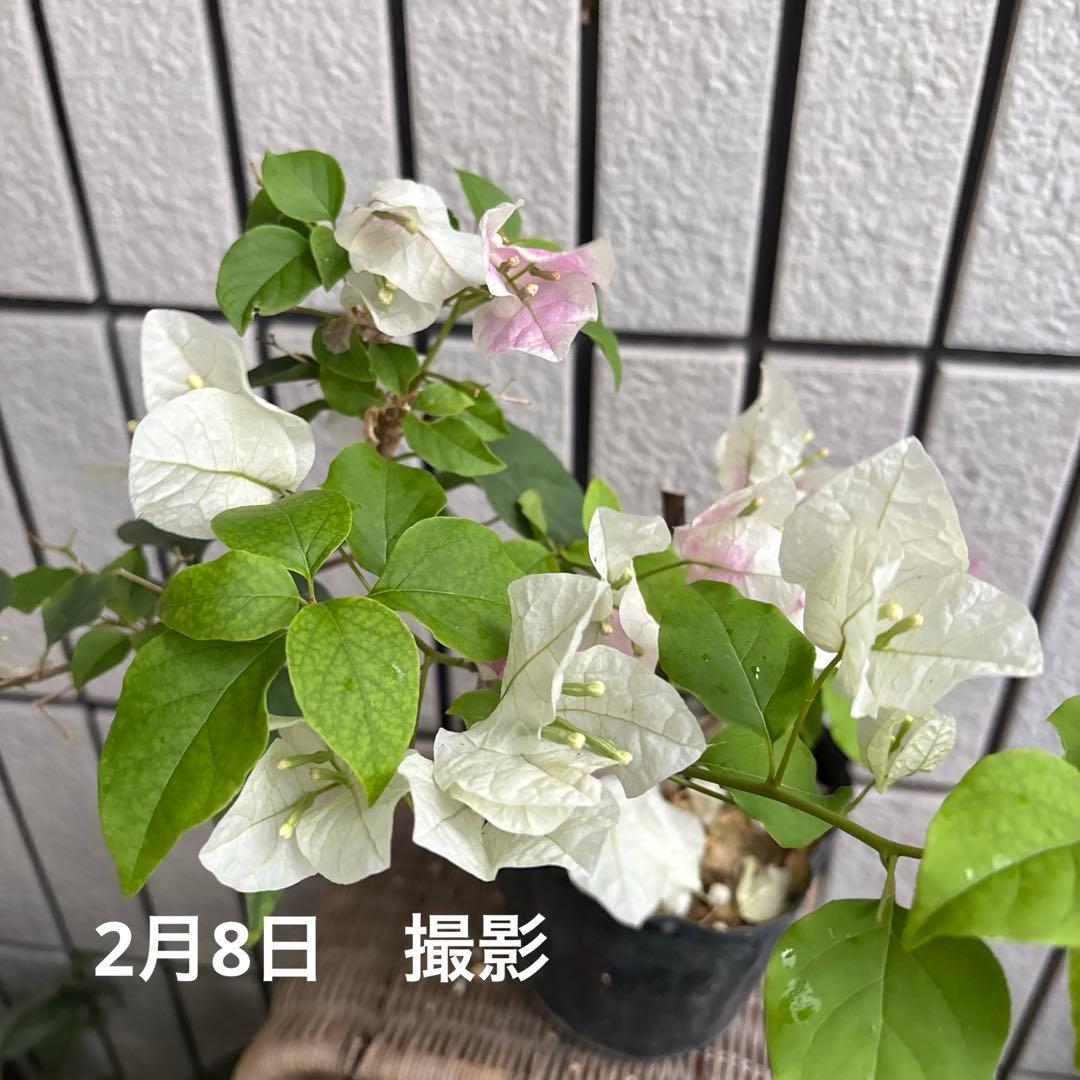 ブーゲンビリア苗 ホワイト少しピンク - メルカリ