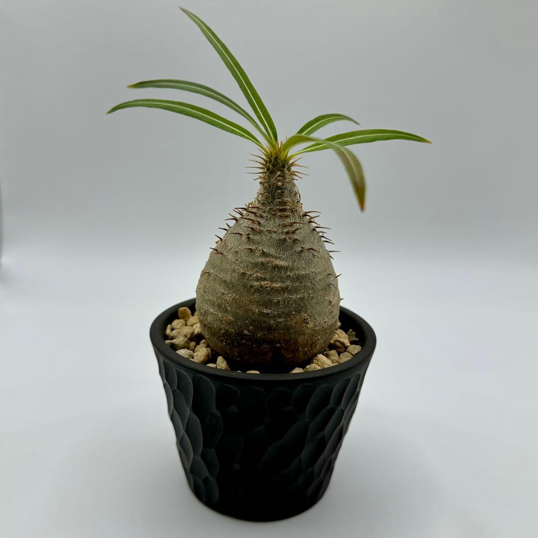 パキポディウム グラキリス 現地球 スライム型 チビグラ ミニグラTOKY 鉢