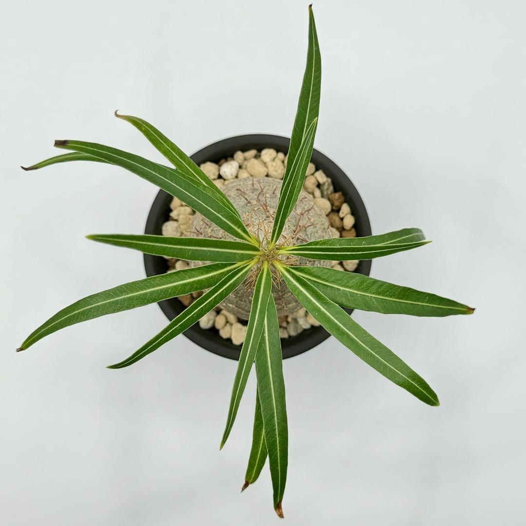 パキポディウム グラキリス 現地球 スライム型 チビグラ ミニグラTOKY 鉢