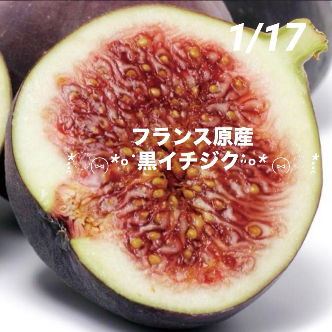 ⑨*ஐフランス原産*:ஐ黒イチジク・苗木【パスティリエ（ルージュド