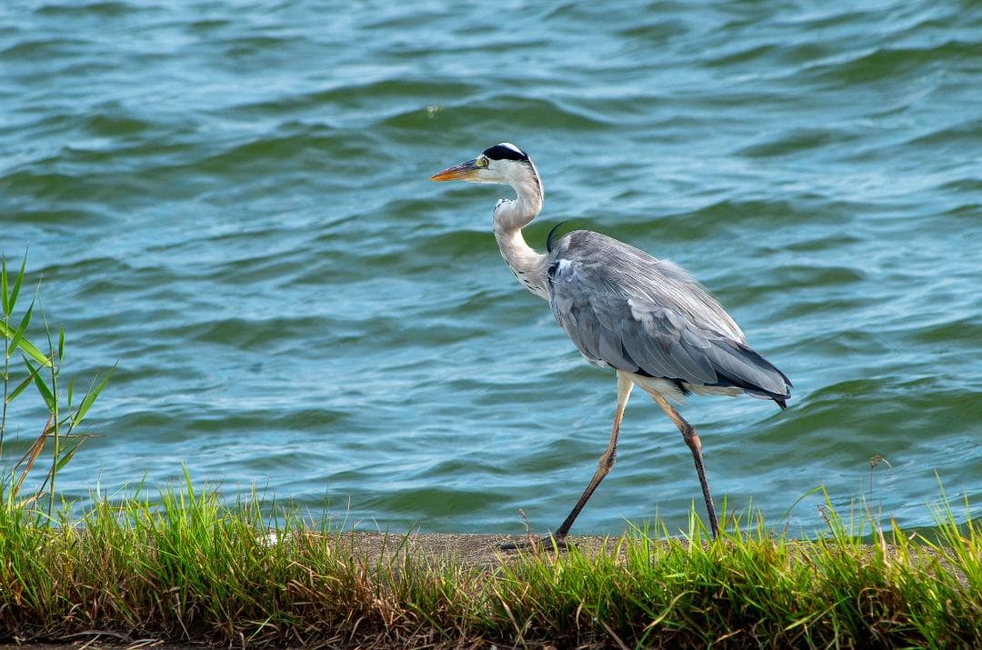 【黒死病対策】【内臓電池交換】PENTAX K-30 ブラック