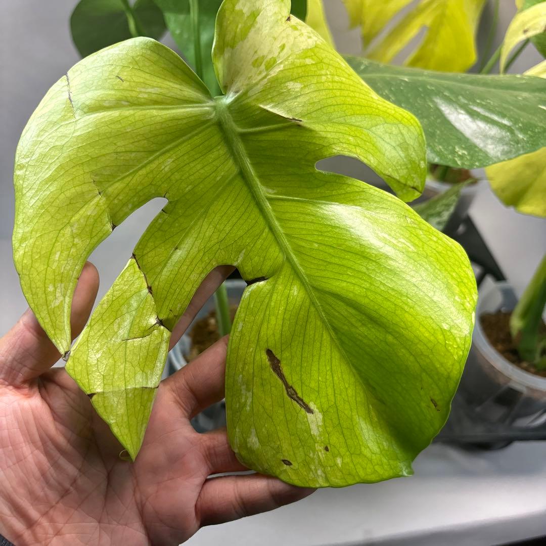 あ*や様 4株セットms47【葉だけ運送傷あり】ホワイトモンスター／天津蘭 斑入