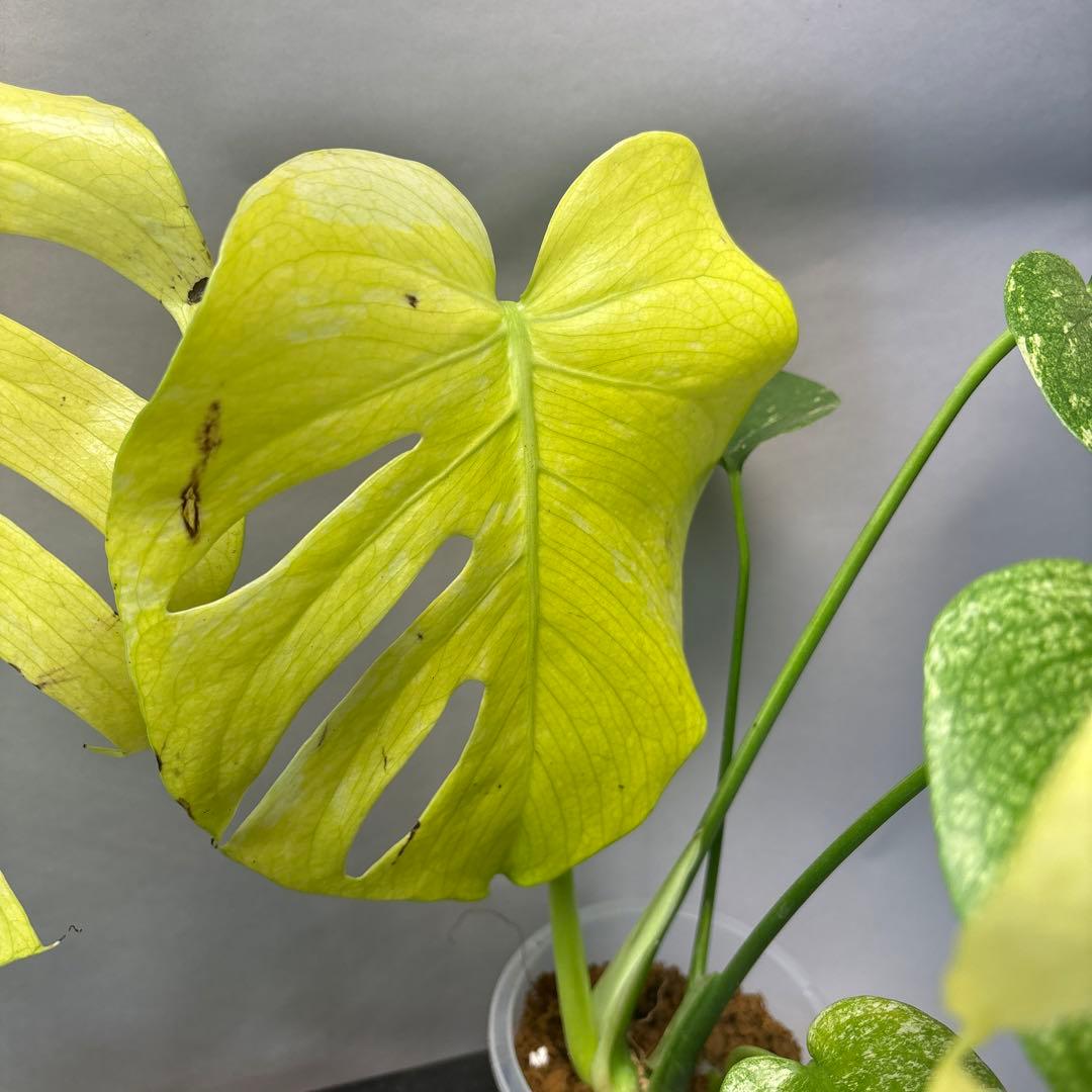 あ*や様 4株セットms47【葉だけ運送傷あり】ホワイトモンスター／天津蘭 斑入