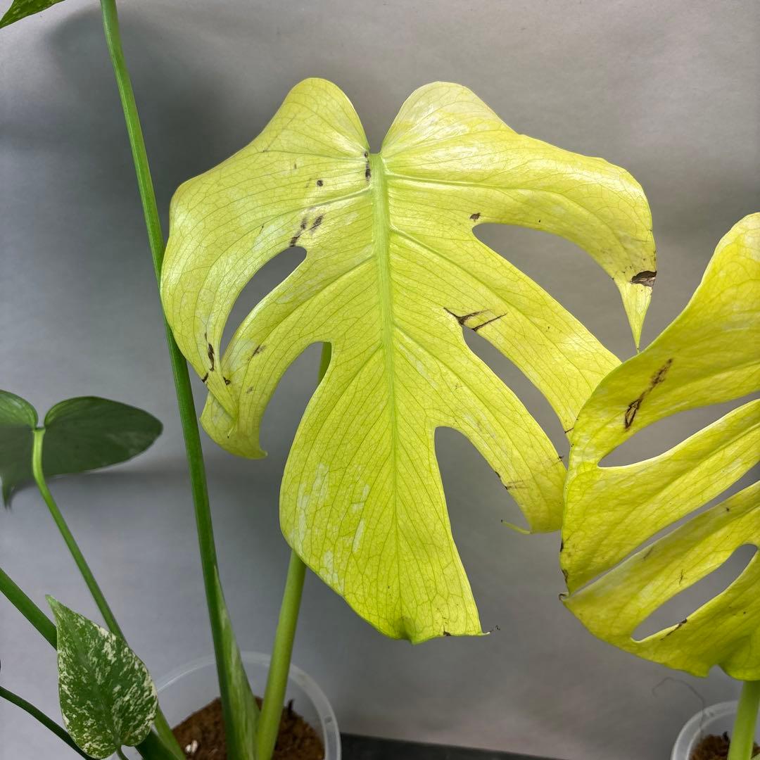 あ*や様 4株セットms47【葉だけ運送傷あり】ホワイトモンスター／天津蘭 斑入