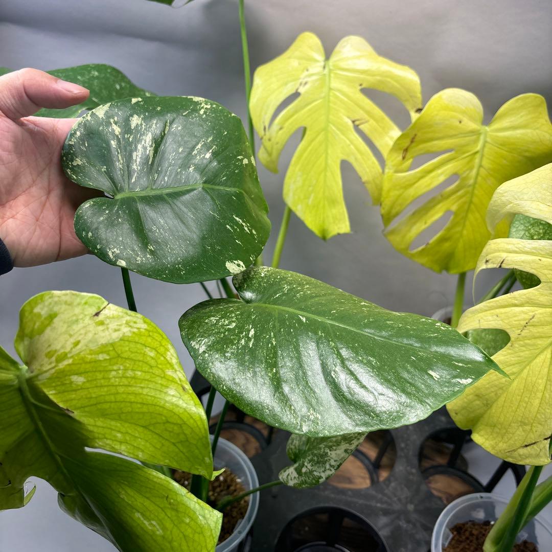 あ*や様 4株セットms47【葉だけ運送傷あり】ホワイトモンスター／天津蘭 斑入