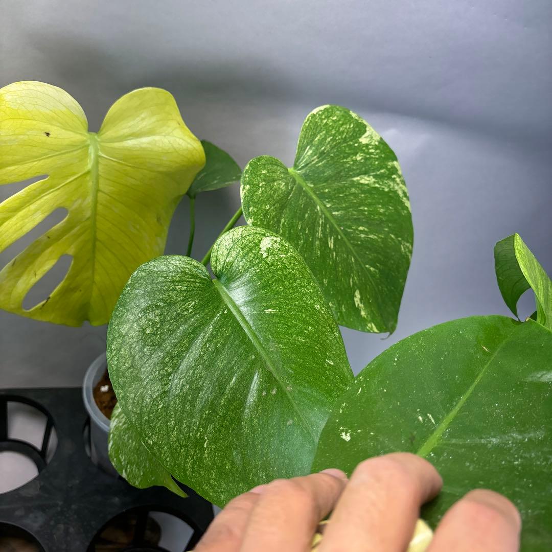 あ*や様 4株セットms47【葉だけ運送傷あり】ホワイトモンスター／天津蘭 斑入