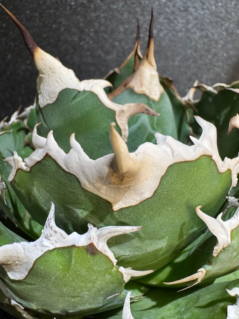 アガベ　オアハカ　現地球　まんまる