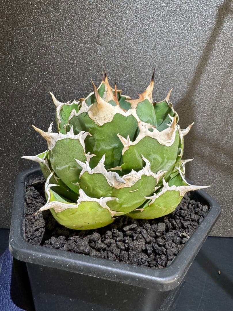 アガベ　オアハカ　現地球　まんまる