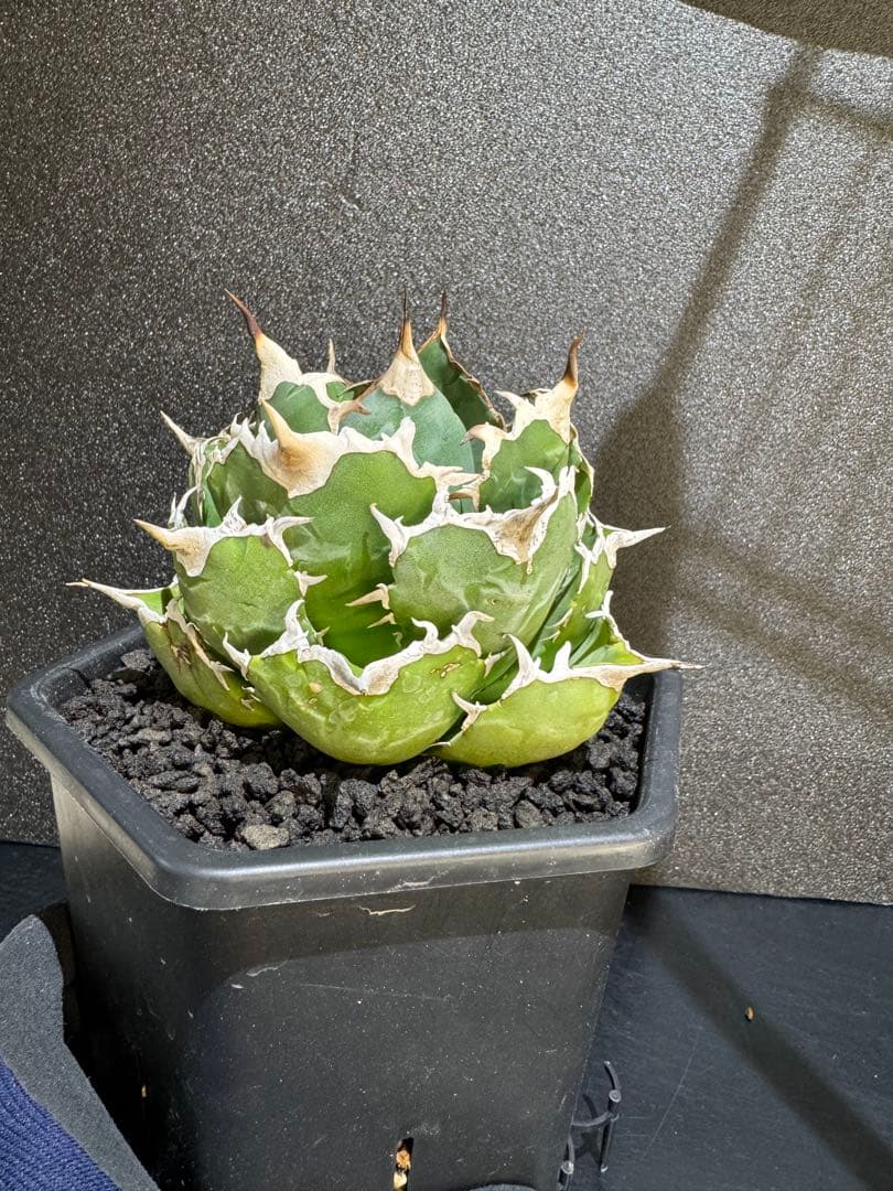 アガベ　オアハカ　現地球　まんまる